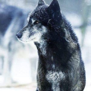 Meet your Posher, Adam